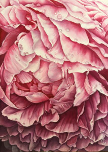 Monstrua. Peony. Watercolor