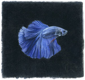 Pez betta